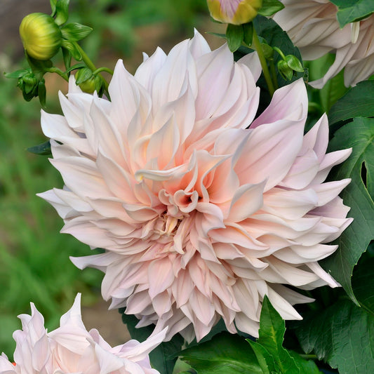 Cafe au Lait Dahlia