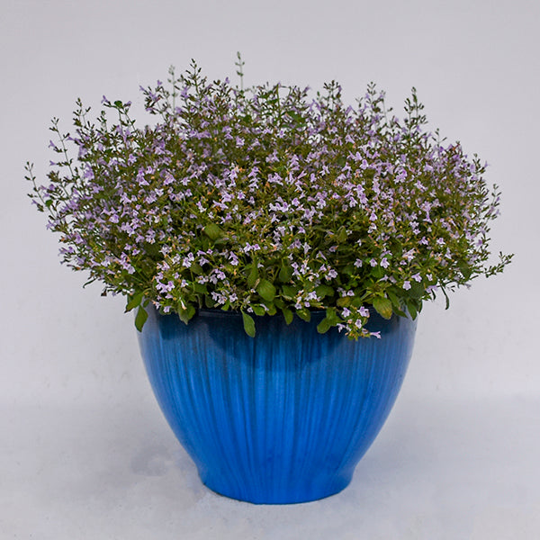 Marvelette Blue Calamint