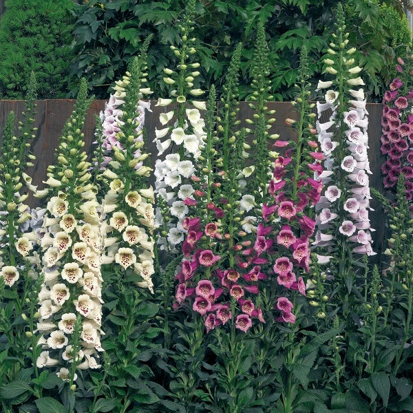 Camelot Mix Foxglove