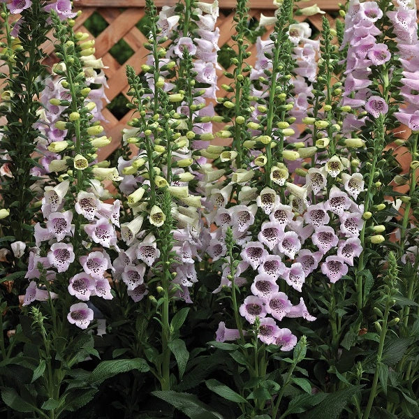 Camelot Mix Foxglove