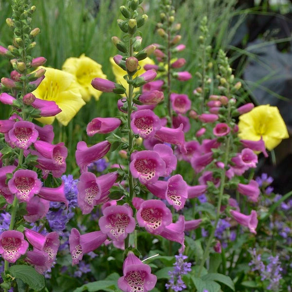 Camelot Mix Foxglove