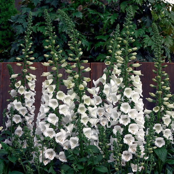 Camelot White Foxglove