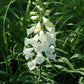 Camelot White Foxglove