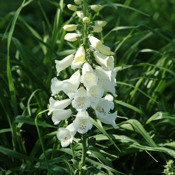 Camelot White Foxglove