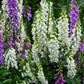 Camelot White Foxglove