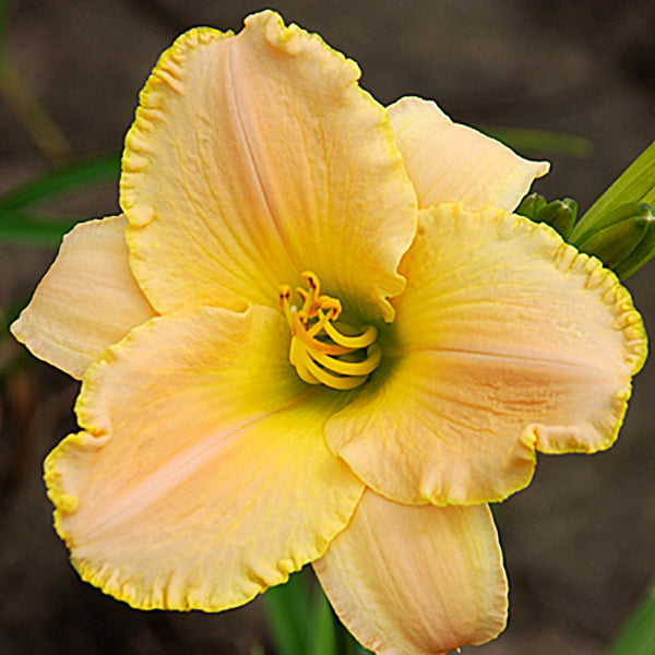 Camilla's Blush Daylily