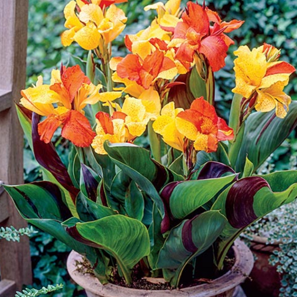 Cleopatra Canna