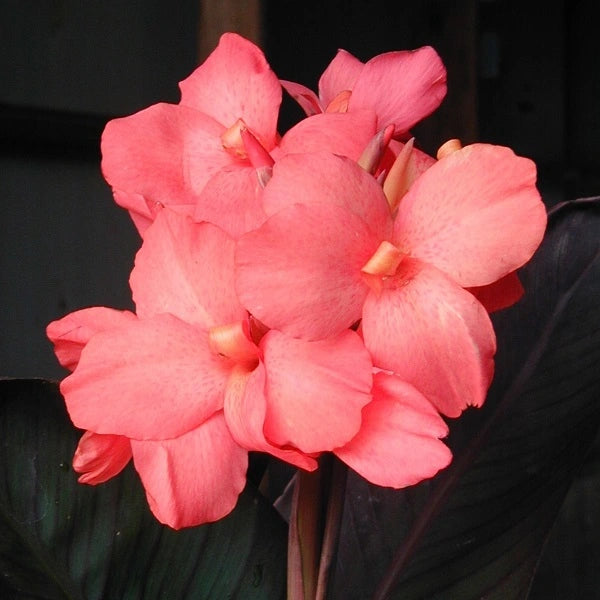 Pink Dwarf Canna