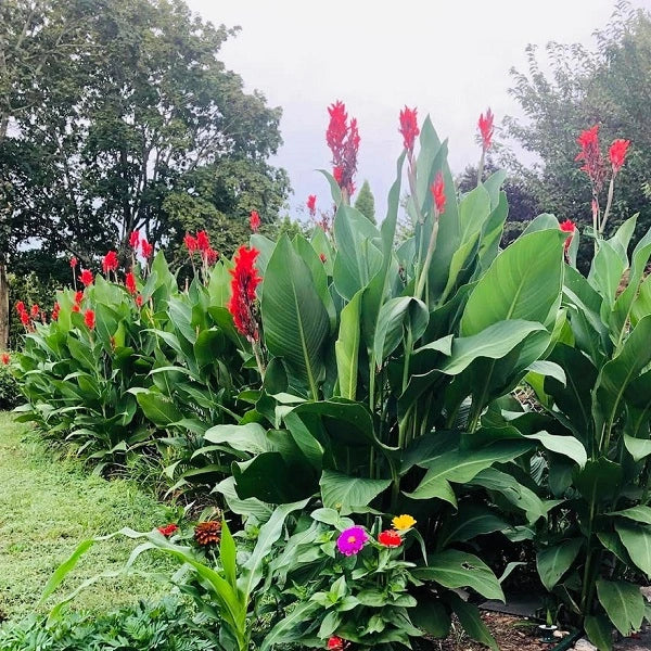 Pink Dwarf Canna