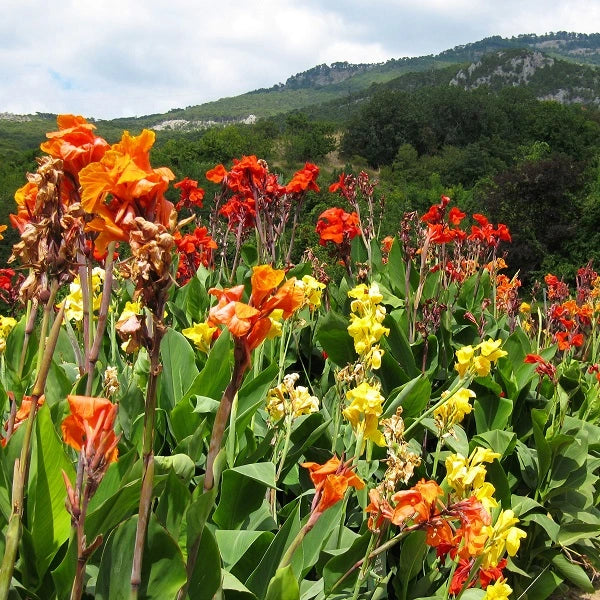 Yellow Standard Canna