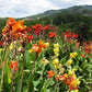 Red Giant Canna