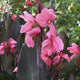 Pink Dwarf Canna