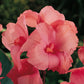 Pink Dwarf Canna