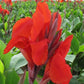 Red Giant Canna