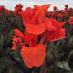 Red Giant Canna