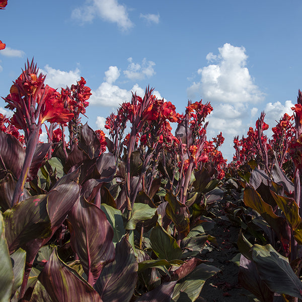 Red Velvet Canna