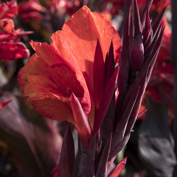 Red Velvet Canna