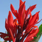 Red Giant Canna