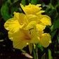 Yellow Standard Canna