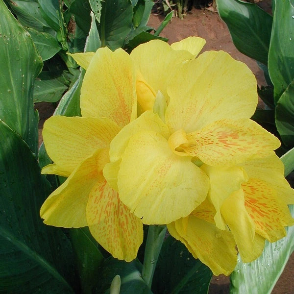 Yellow Standard Canna