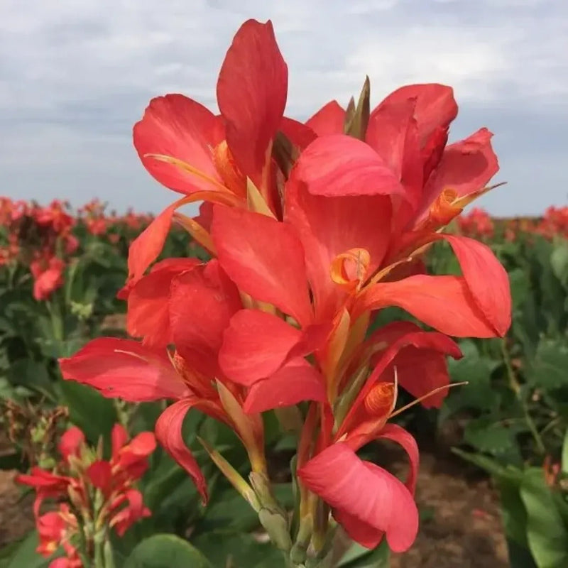 Canna Collection