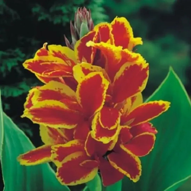 Lucifer Canna