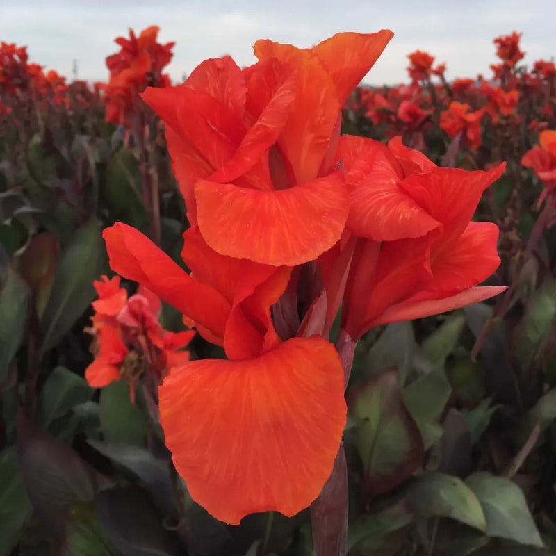 Canna Collection