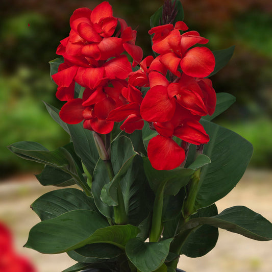 Happy Carmen CannaSol™ Canna