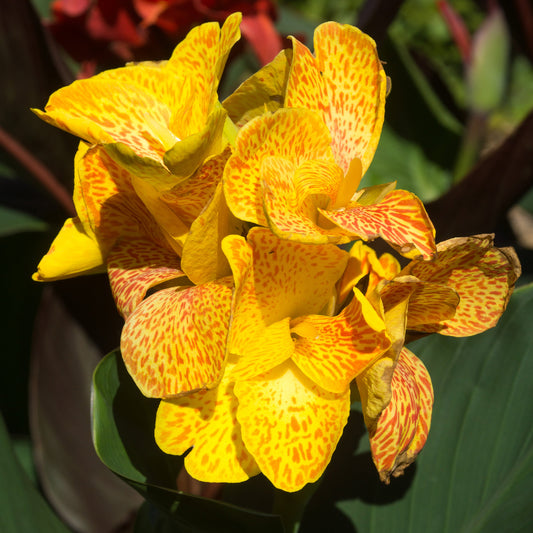 Happy Emily CannaSol™ Canna