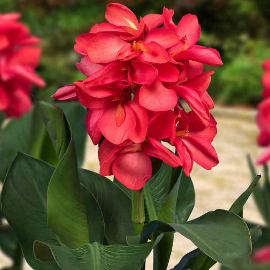 Happy Isabel CannaSol™ Canna