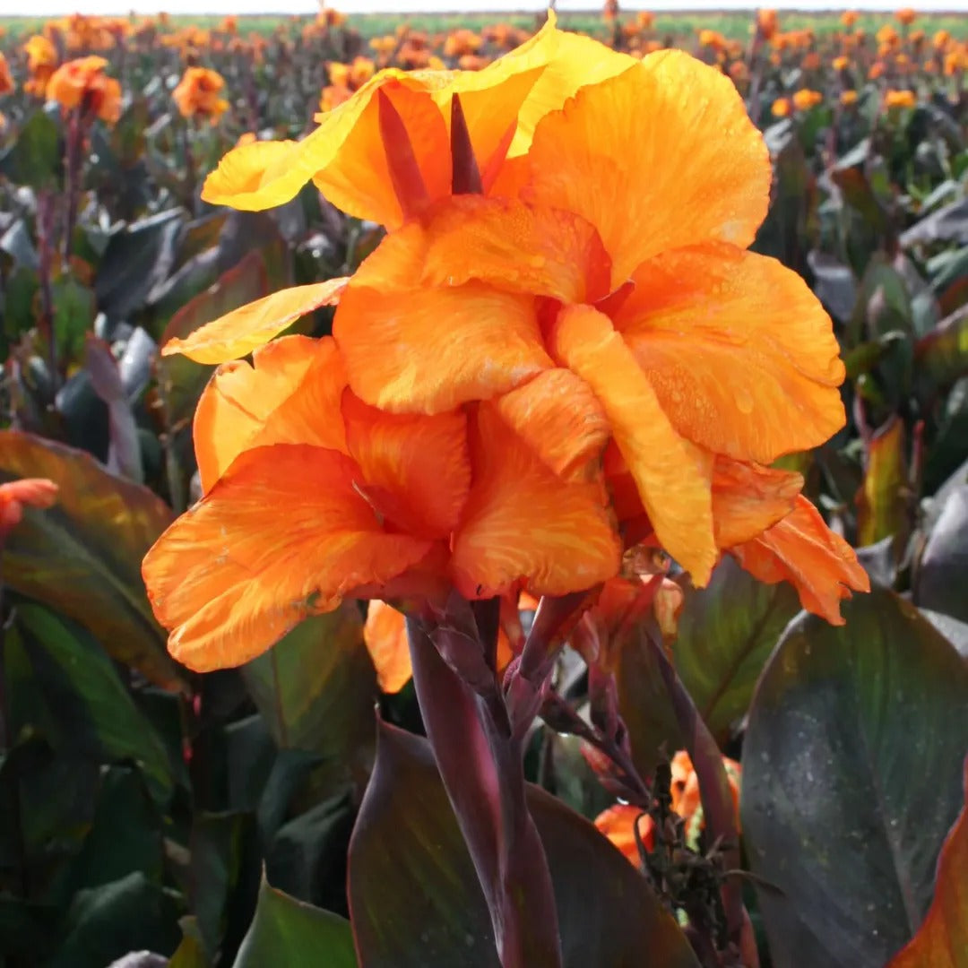 Wyoming Canna