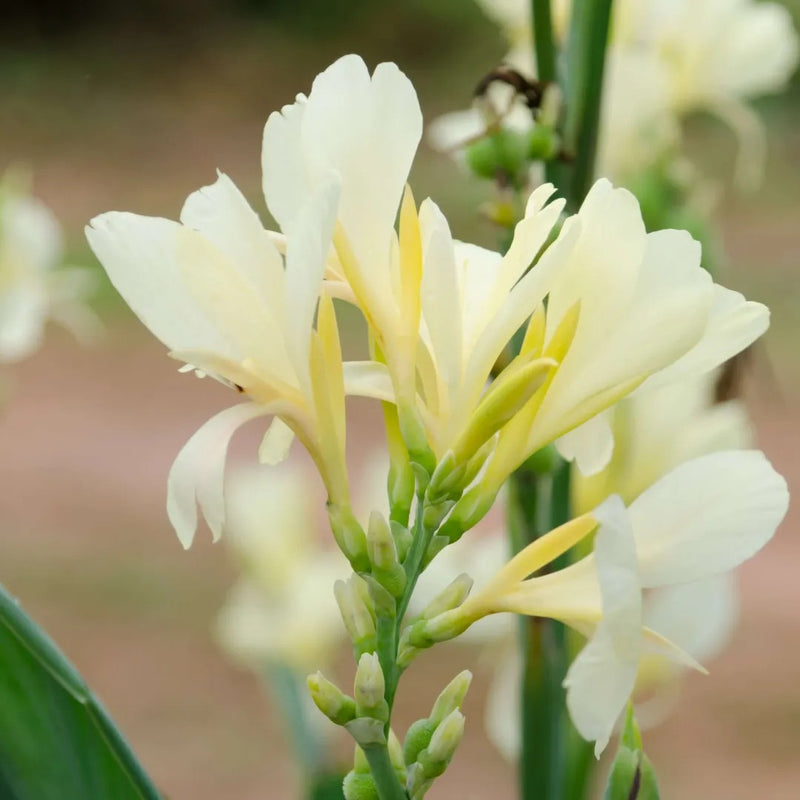 Vanilla Cream Canna