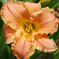 Cantaloupe Ruffles Premium Daylily