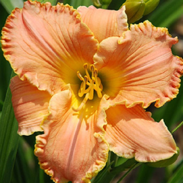 Biggest Bloom Daylily Collection