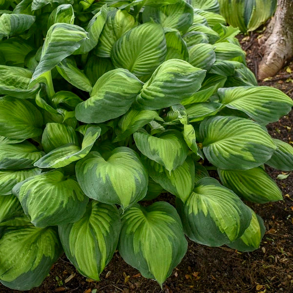 Captain Kirk Hosta