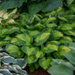 Captain Kirk Hosta