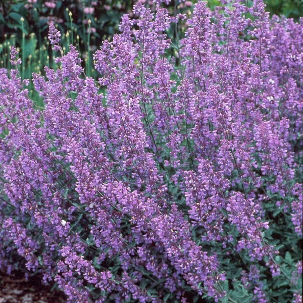 Captivating Catmint