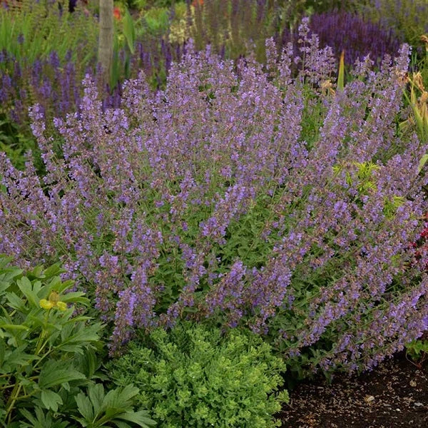 Captivating Catmint