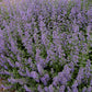 Captivating Catmint