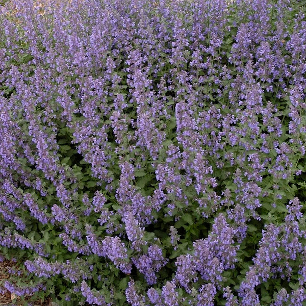 Captivating Catmint