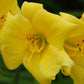 Carefree Yellow Daylily