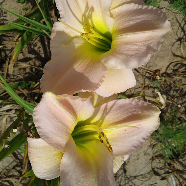 Carnation Pink Daylily Wild & Son