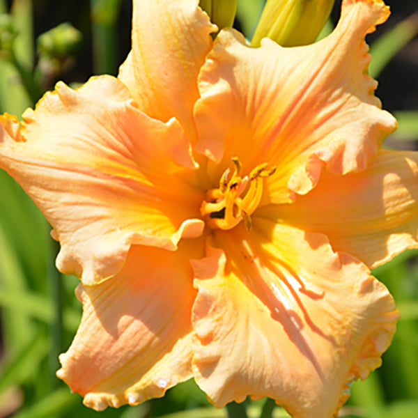 Carrot Express Daylily