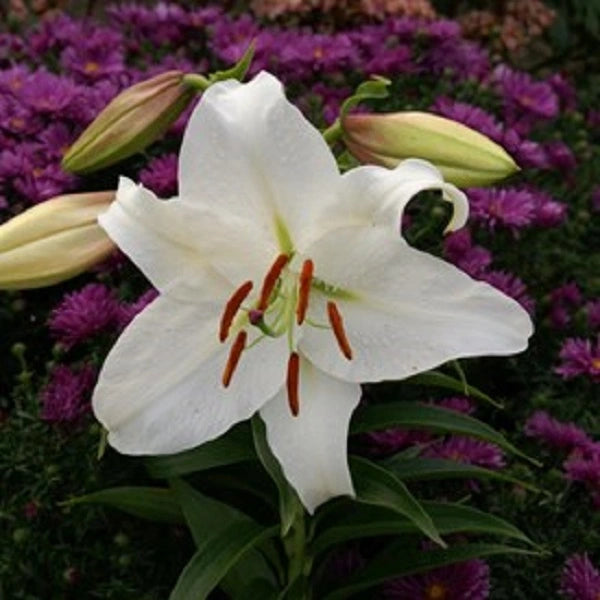 Casa Blanca - Oriental Lily (2/bag)