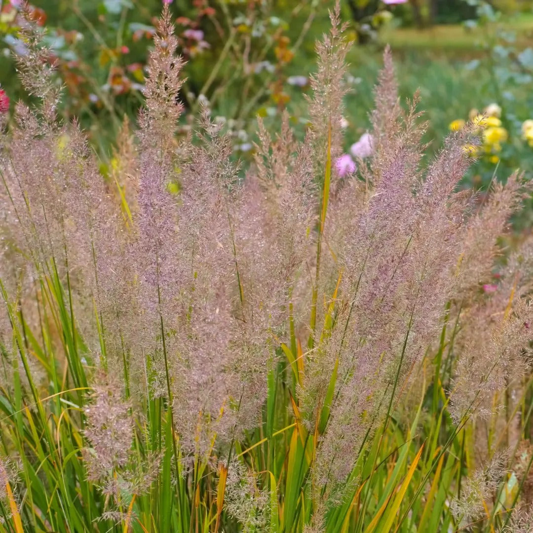 Caspian Feather Reed Grass