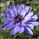 Cupid's Dart Blue Daisy