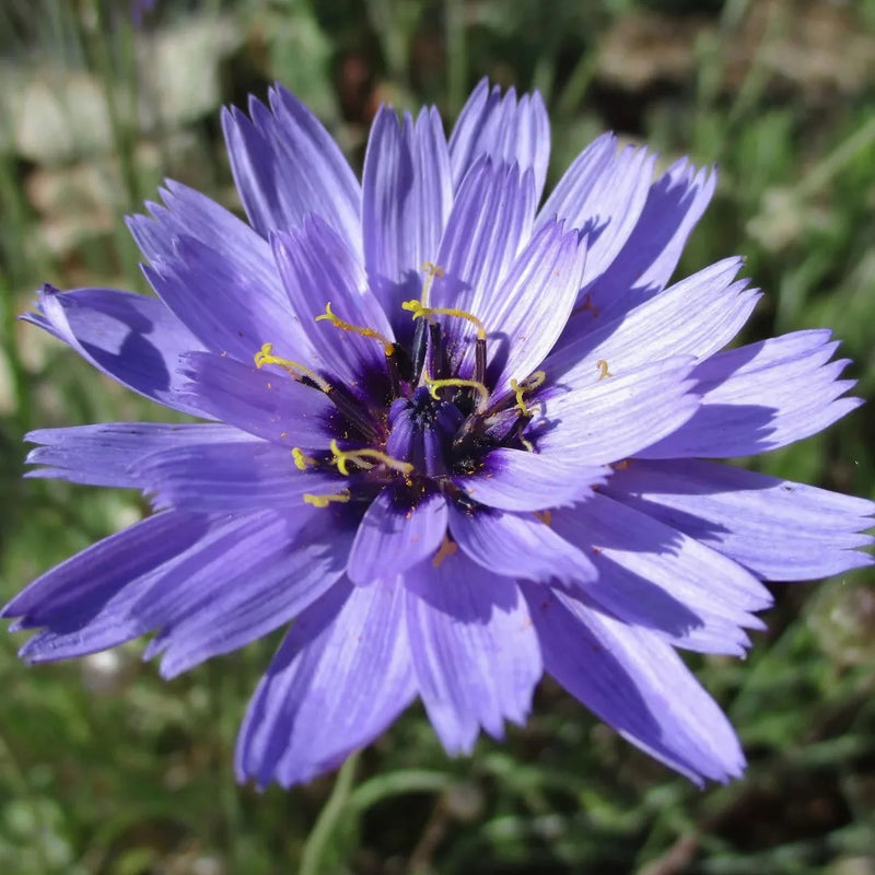 Cupid's Dart Blue Daisy