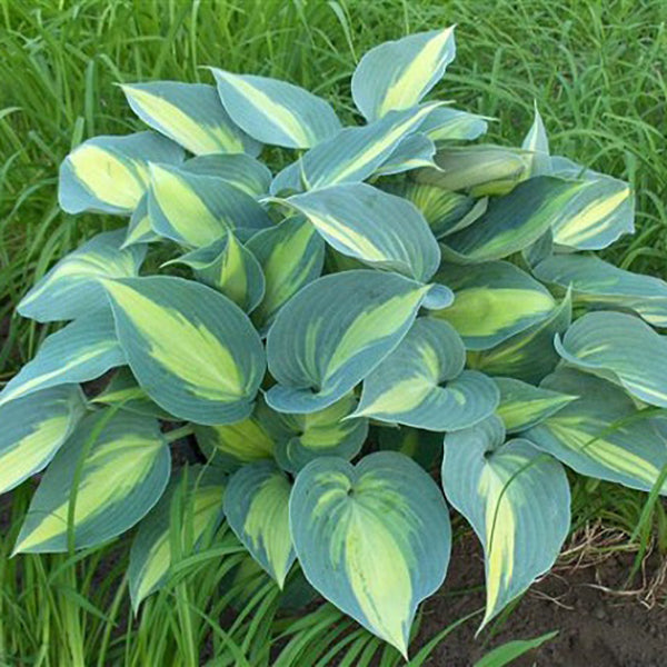 Catherine - Medium Hosta