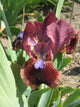 Cat's Eye Dwarf Iris - 50 Pack - Wholesale Exclusive