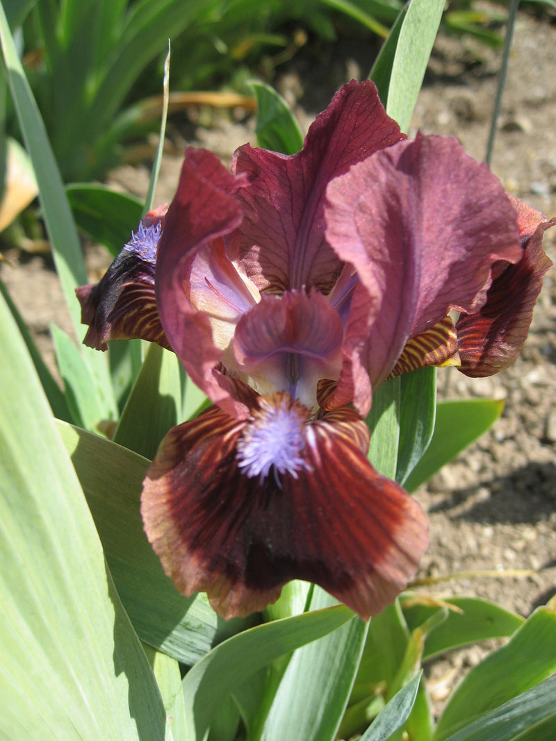 Cat's Eye Dwarf Iris - 50 Pack - Wholesale Exclusive